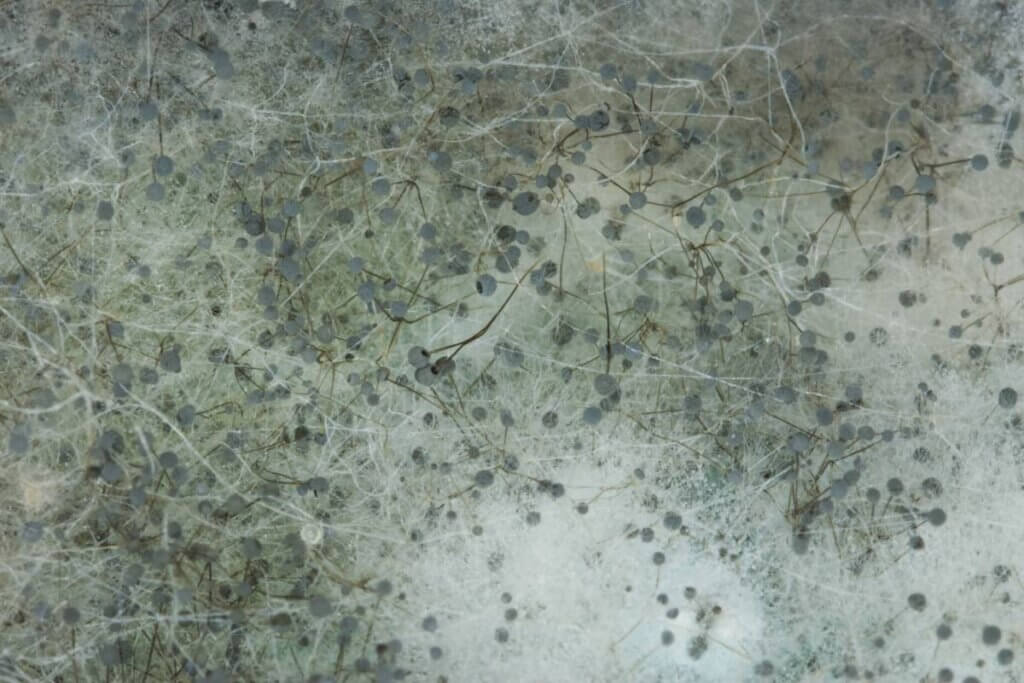closeup shot of fungus on a rotten melon 2023 11 27 05 25 38 utc