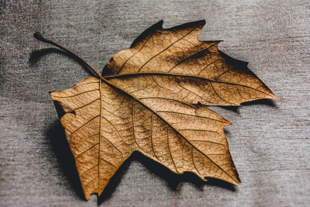 dried platanus leaf in autumn 2024 10 17 22 10 20 utc 1
