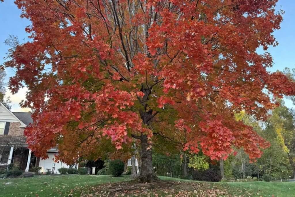 A mature Northern Red Oak in a residential front yard showing bright red fall foliage