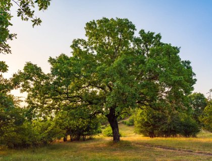 old oak tree at morning 2025 09 29 08 34 24 utc 1
