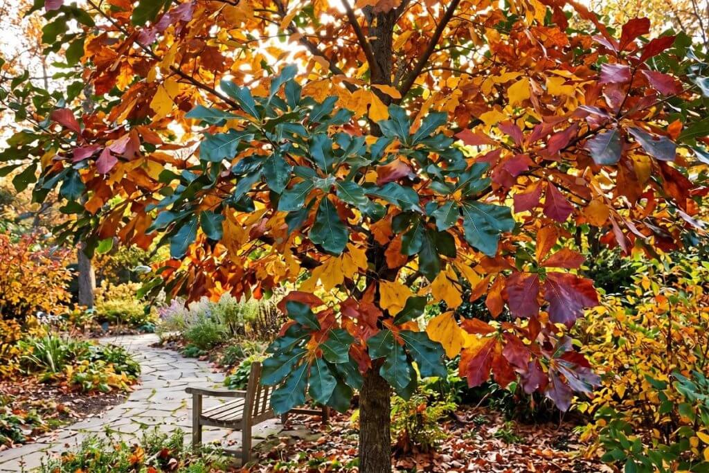 Arkansas Oak Quercus arkansana compact tree for small yard