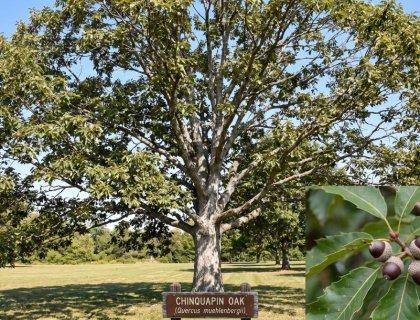 Chinquapin Oak
