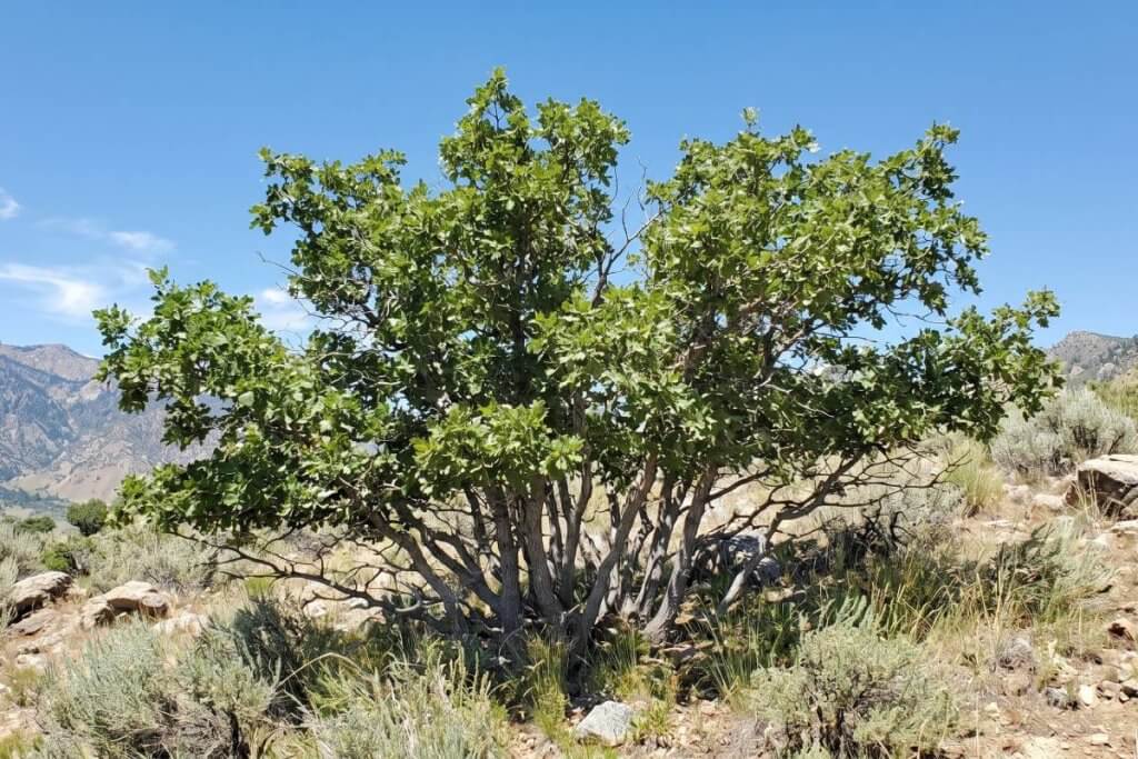 Gambel Oak Quercus gambelii small tree western yard