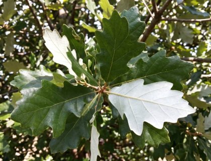 Kindred Spirit Oak Quercus x warei Nadler leaf detail