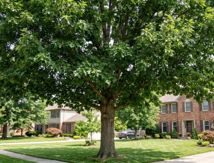 Mature Shumard oak (Quercus shumardii) shade tree in residential yard
