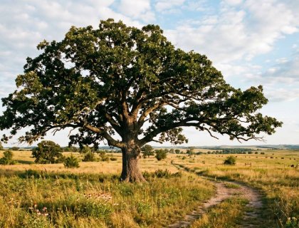 Bur oak Quercus macrocarpa mature tree in savanna habitat
