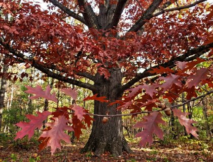 Northern Red Oak