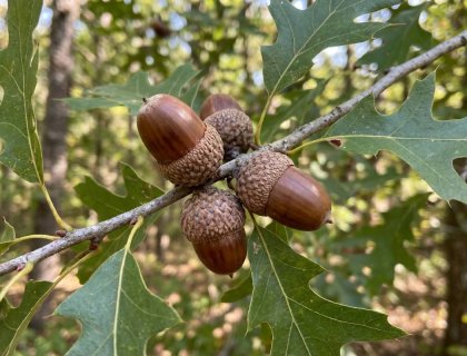 Nuttall oak acorns on branch, quercus texana