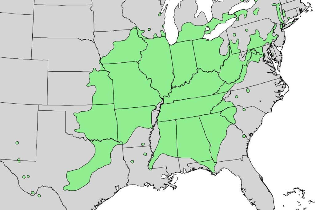 Quercus muehlenbergii range map 1 1