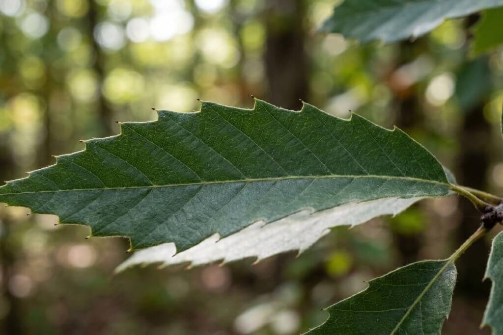 chinquapin oak leaf teeth vs chestnut oak comparison