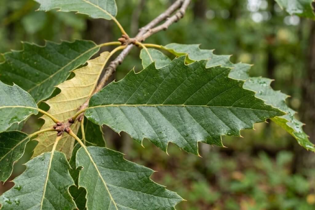 chinquapin oak leaf identification Quercus muehlenbergii