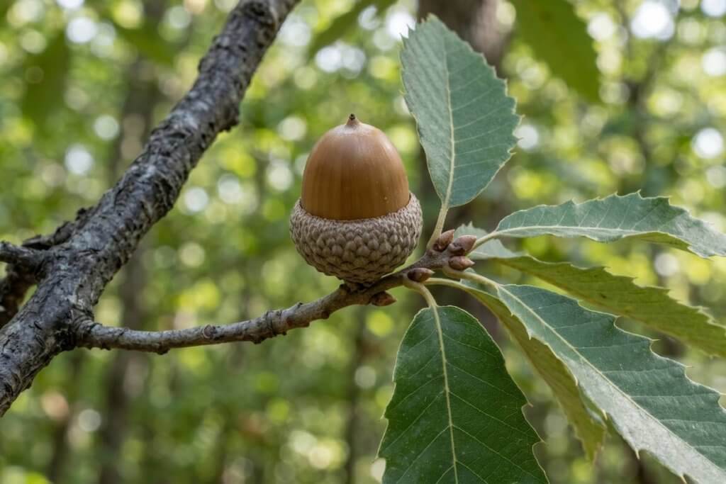 Quercus muehlenbergii acorn identification