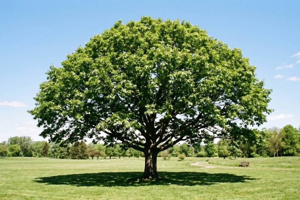 Quercus rubra full sun growth canopy