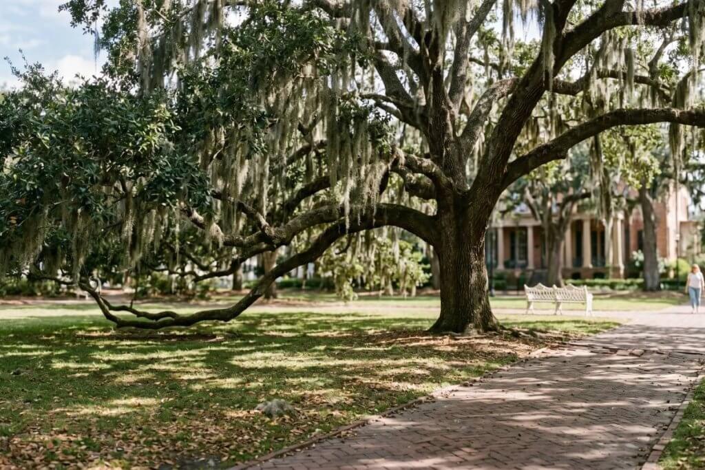 southern live oak Quercus virginiana draped in Spanish moss