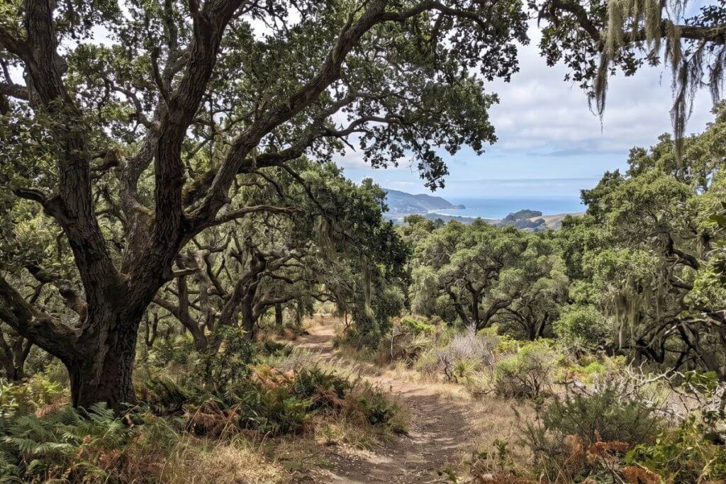 Quercus agrifolia coastal live oak woodland California