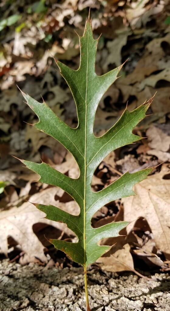 Nuttall oak leaf identification quercus texana