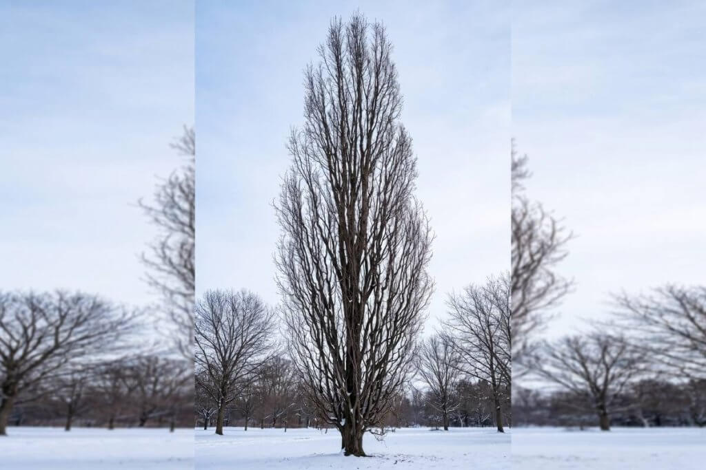 columnar oak winter silhouette deciduous tree