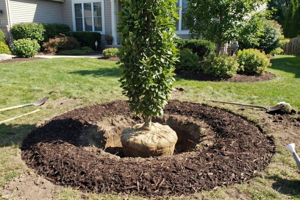 planting columnar oak tree correct technique