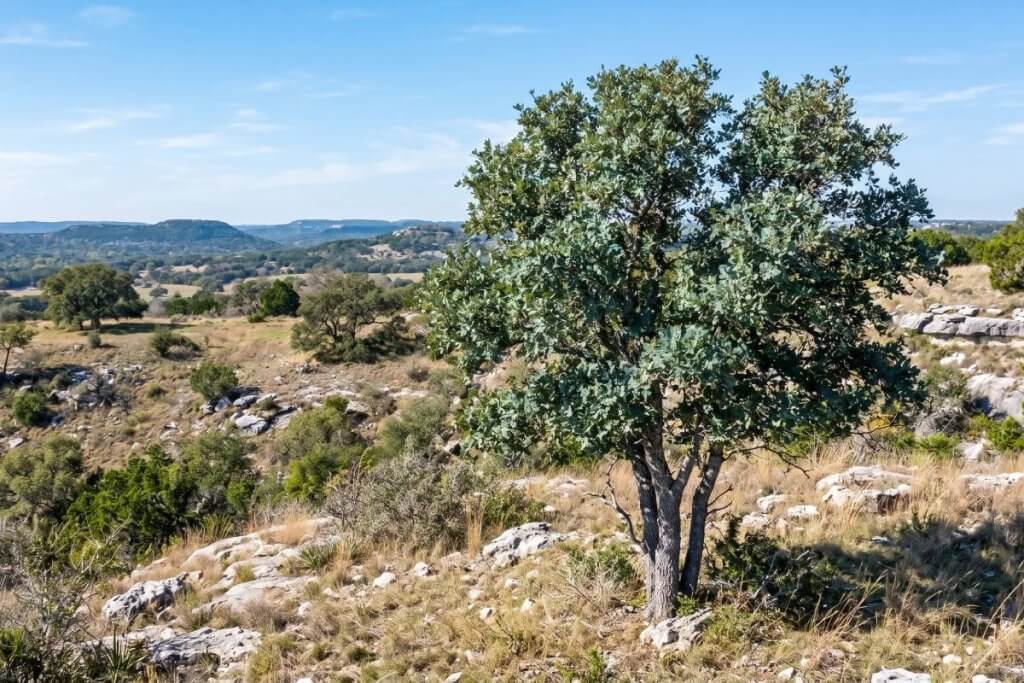 Lacey Oak Quercus laceyi small yard Texas