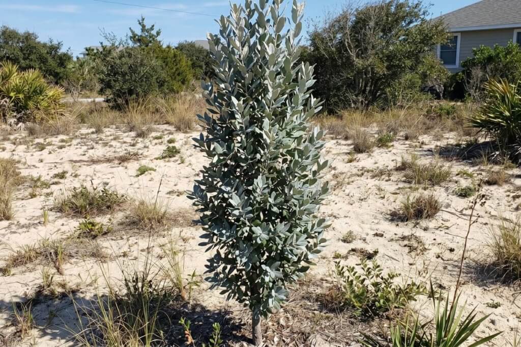Bluejack Oak Quercus incana small residential yard sandy soil