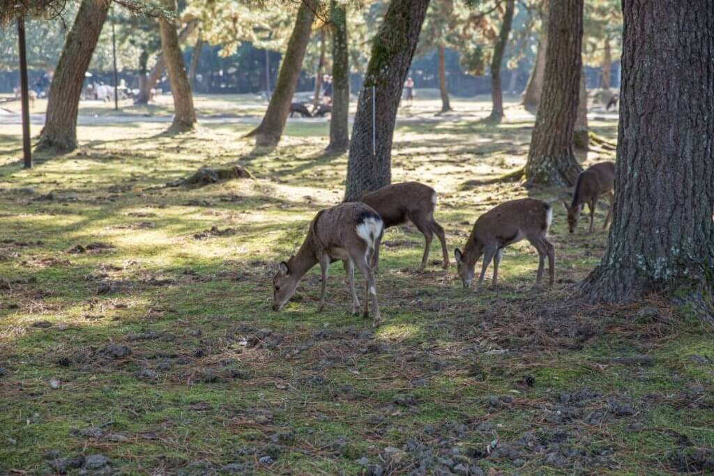 deer feeding on nuttall oak acorns bottomland