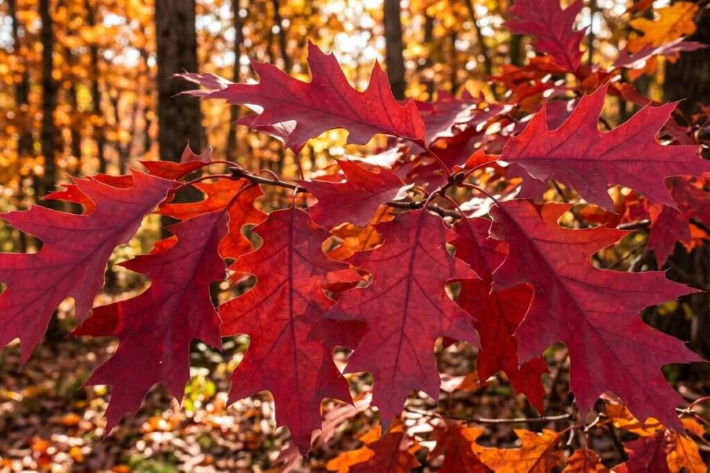 Shumard oak fall color red leaves Quercus shumardii autumn