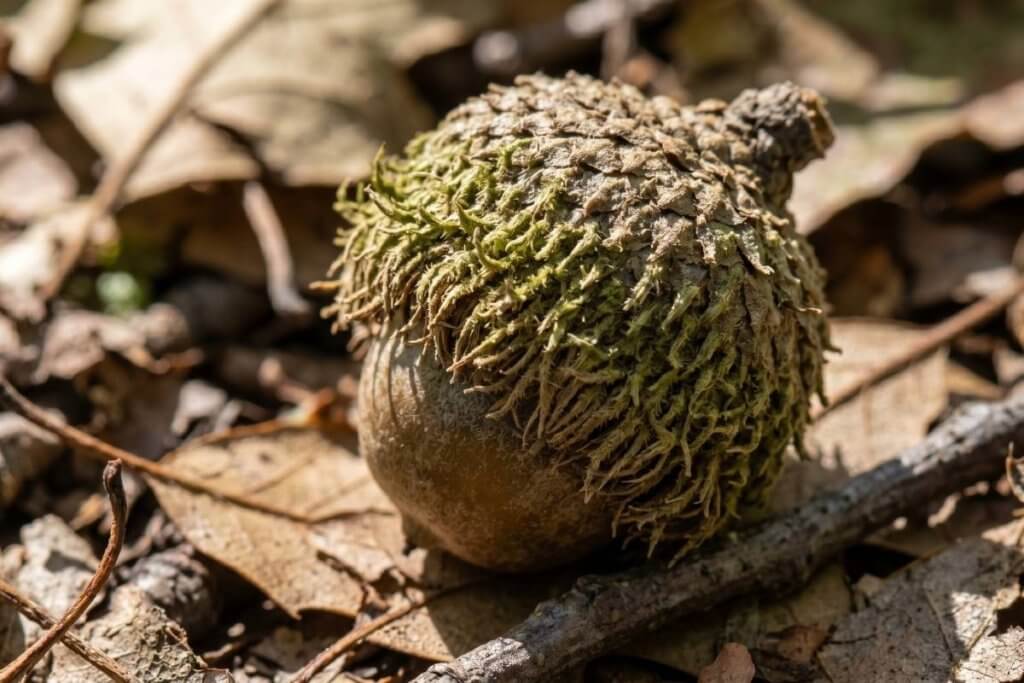 Quercus macrocarpa bur oak acorn cap identification