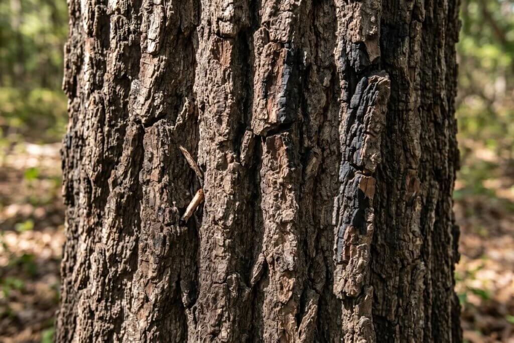 Quercus macrocarpa thick fire resistant bark