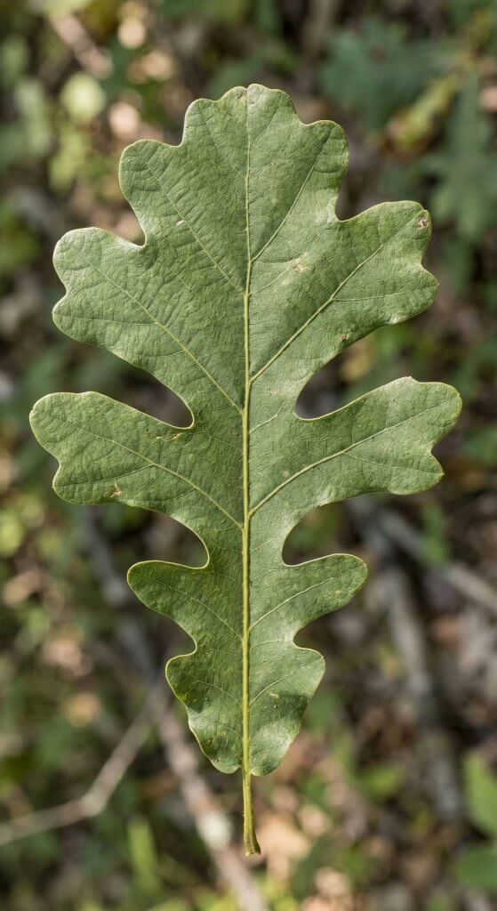 Quercus macrocarpa leaf identification close-up