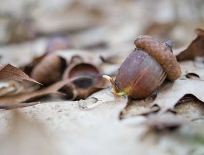 acorns on forest floor ready for foraging